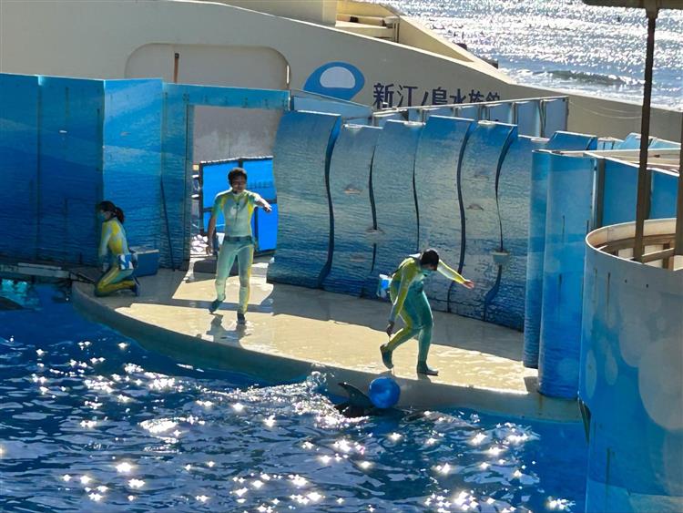 新江ノ島水族館イルカショー2
