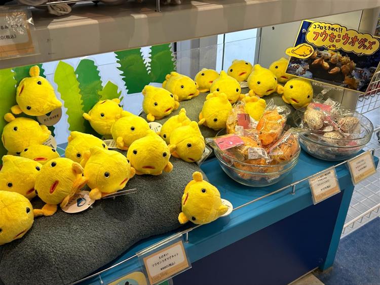 新江ノ島水族館8