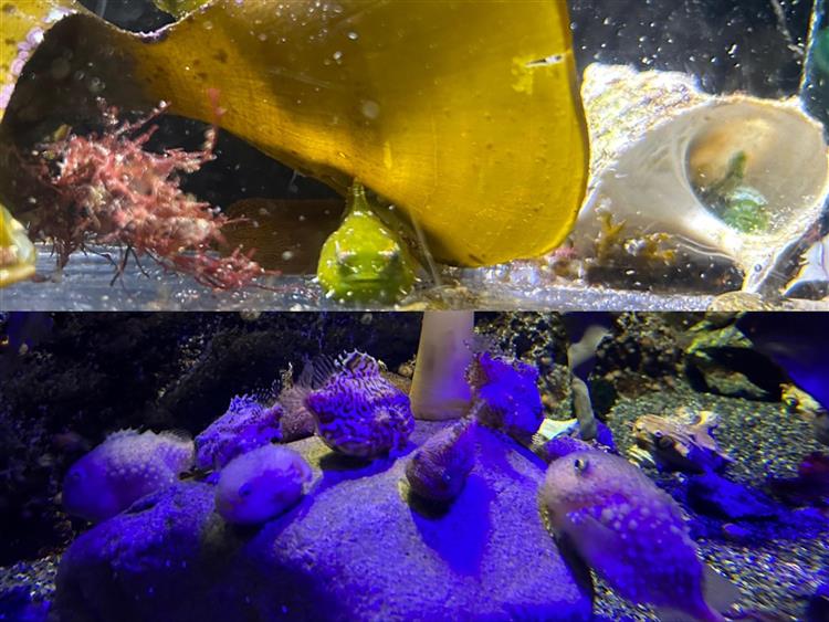 新江ノ島水族館4