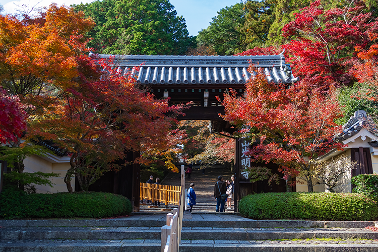 京都賞楓絕景:光明寺・大原三千院・高台寺~一探楓葉與古典如何譜出令人難忘的景色 Tabirai Japan