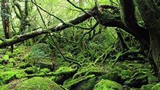 屋久島ホテルパック特集