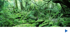 情報満載！鹿児島観光情報