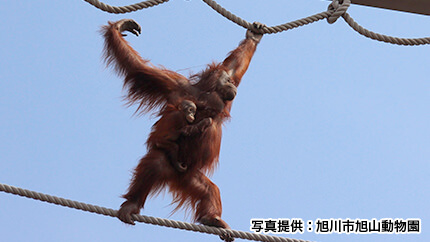 オランウータン