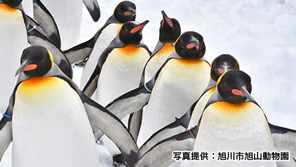 ペンギン