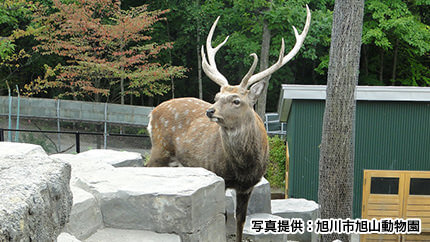北海道特有の動物たちに会えるエリア