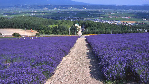 美しい花景色を満喫する富良野ラベンダー旅行 ツアー ダイナミックパッケージ特集 たびらい北海道