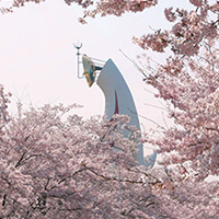 関西（近畿）桜ツアー・お花見旅行特集
