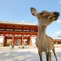 フリープラン