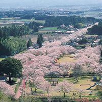 宮崎桜ツアー・お花見旅行特集