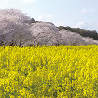 宮崎春休みツアー・卒業旅行特集