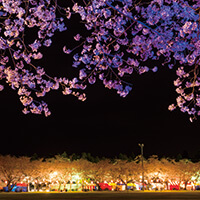 鹿児島桜ツアー・お花見旅行特集