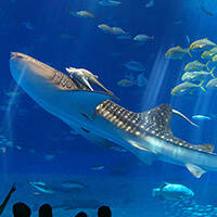 美ら海水族館へ行こう