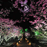 沖縄桜ツアー・お花見旅行特集