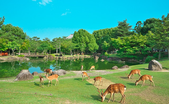 奈良公園