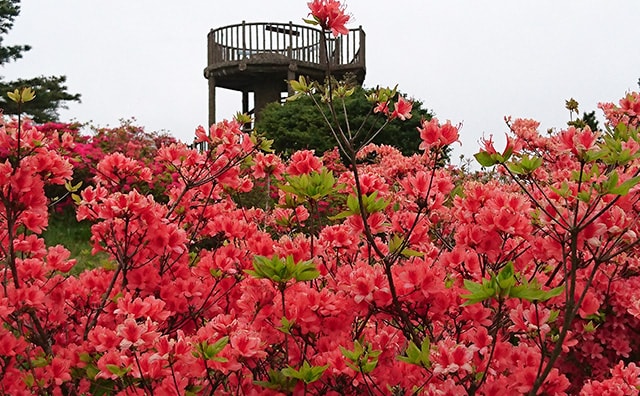 フォレストパーク神野山