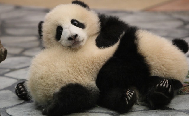 アドベンチャーワールド