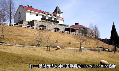 六甲山牧場　羊の毛刈りショー