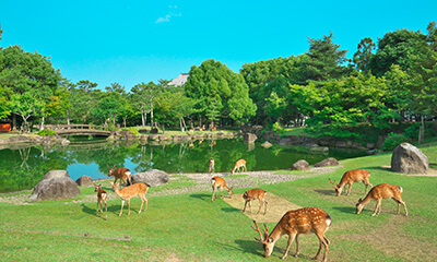奈良公園