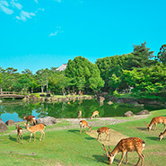 奈良公園