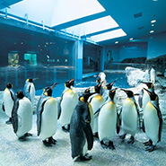 長崎ペンギン水族館