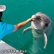 壱岐イルカパーク