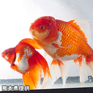 火の国長洲金魚まつり