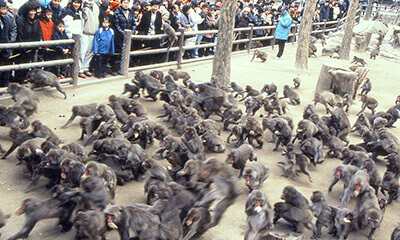 高崎山自然動物園
