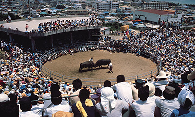 全島闘牛大会