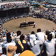 全島闘牛大会