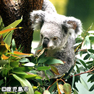 鹿児島市平川動物公園