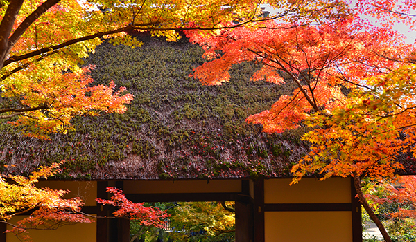 常寂光寺（じょうじゃっこうじ）の紅葉