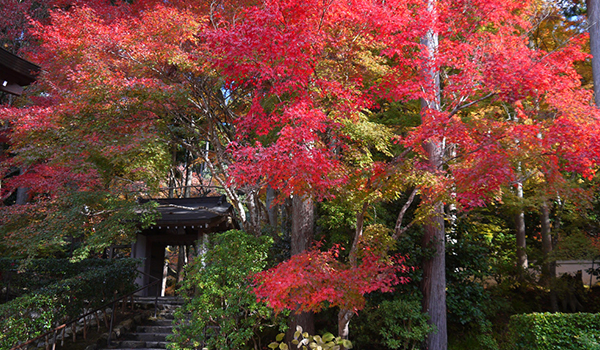 大原三千院の紅葉