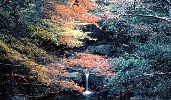 犬鳴山渓谷の紅葉