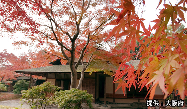 万博記念公園の紅葉
