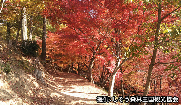 最上山公園 もみじ山の紅葉