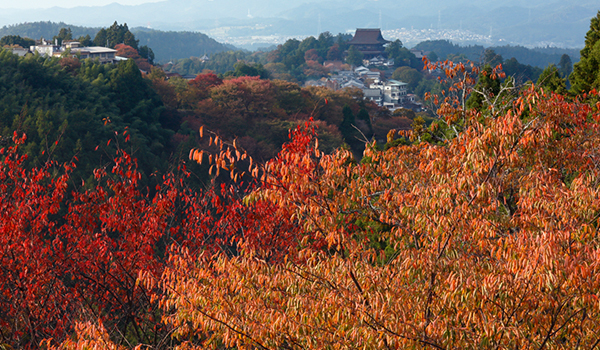 吉野山(下千本・中千本・上千本)の紅葉