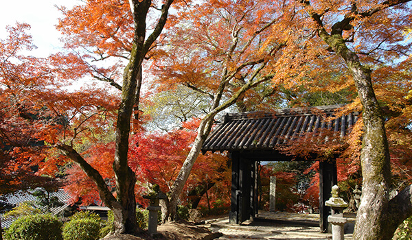 秋月城跡の紅葉