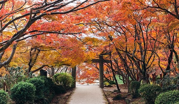 竈門神社の紅葉