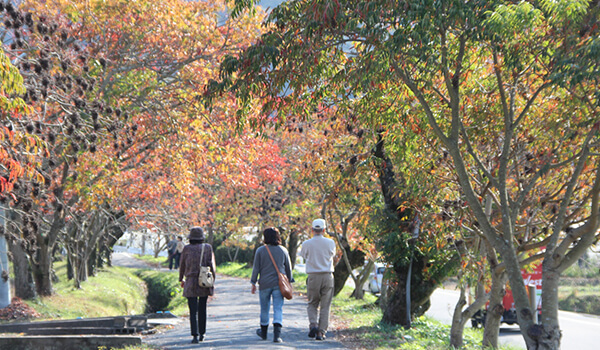 柳坂曽根の櫨並木の紅葉