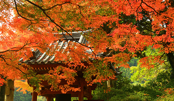 大興善寺の紅葉