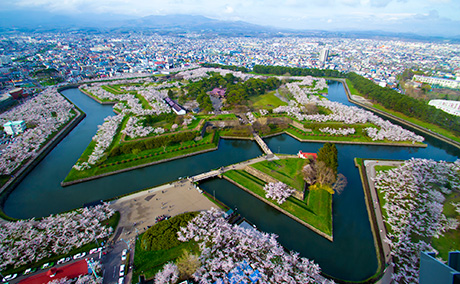 五稜郭公園の桜