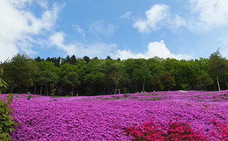 芝ざくら滝上公園の桜