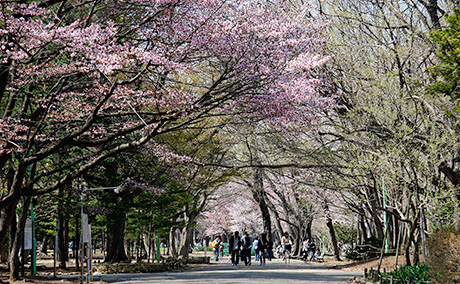 円山公園の桜