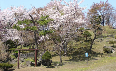 有珠善光寺自然公園の桜
