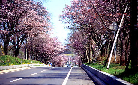登別桜並木の桜