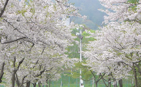 美唄市東明公園の桜