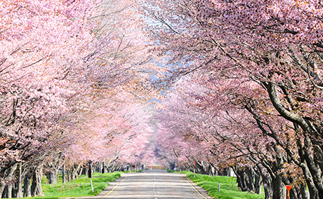 優駿さくらロード(西舎桜並木)の桜
