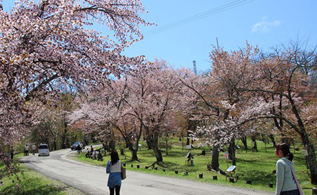 旭山公園の桜
