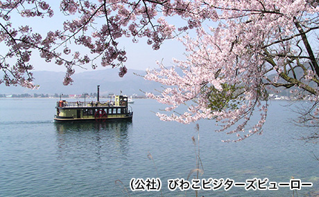 海津大崎の桜