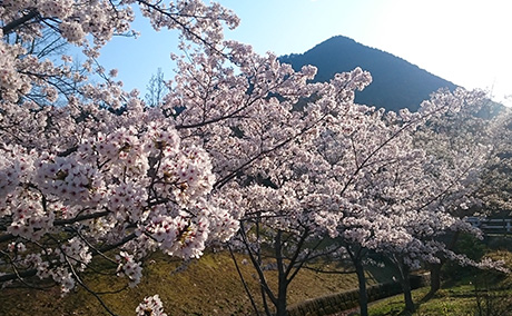 滋賀県立近江富士花緑公園の桜
